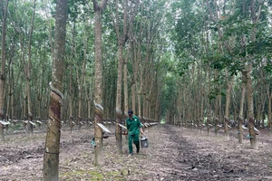 Bàn giao 10.000ha đất cao su cho các dự án giao thông