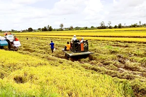 Nông dân Hậu Giang gặp nhiều khó khăn khi thu hoạch lúa bị ngã đổ