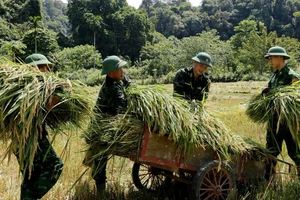 Cán bộ, chiến sĩ Bộ đội Biên phòng bản Giàng giúp bà con thu hoạch lúa 