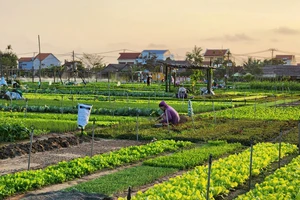 Làng rau Trà Quế được công nhận là Làng du lịch tốt nhất năm 2024