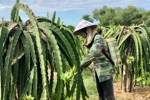 Nông dân chăm sóc thanh long ở tỉnh Bình Thuận 