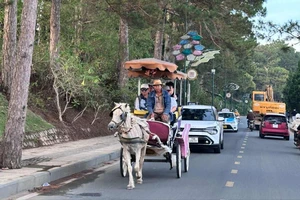 Đà Lạt dừng hoạt động xe ngựa vì nhiều lý do