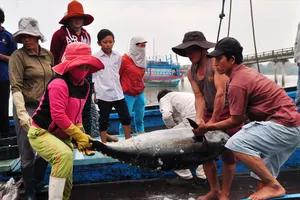 Ngư dân miền Trung khai thác cá ngừ
