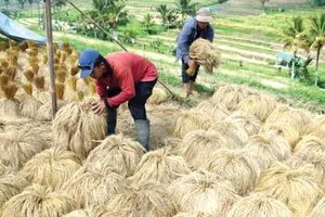 Nông dân phơi lúa sau thu hoạch tại làng Jatiluwih ở Tabanan, Bali, Indonesia. Ảnh: ANTARA 