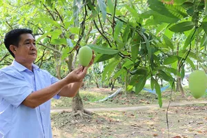 Viện Cây ăn quả miền Nam nghiên cứu chọn tạo thành công giống xoài cát Lộc Phát