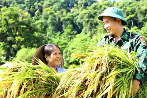 Bộ đội giúp bà con thu hoạch lúa chạy bão