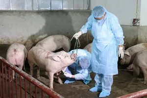 TPHCM: Triển khai nhiều giải pháp để phòng chống dịch tả heo châu Phi