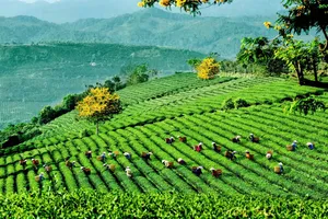 Mở hướng phát triển bền vững cho trà Việt