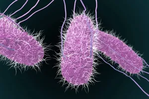 Vi khuẩn Salmonella