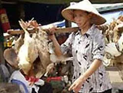 Liệu có lờn thuốc?