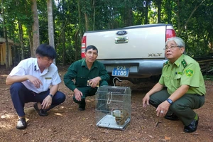 Bình Phước: Thả 2 con cu li quý hiếm về rừng tự nhiên