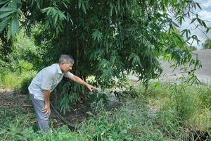 Người dân bức xúc vì trại heo, bò gây ô nhiễm môi trường