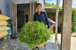 Trồng lá mùng năm cho thu nhập khá, nhiều người dân xã Bình Đào (huyện Thăng Bình, tỉnh Quảng Nam) phấn khởi khi đến vụ mùa thu hoạch. Ảnh: NGUYỄN CƯỜNG