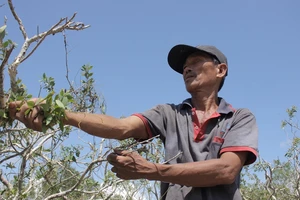 Vất vả nghề hái lá tràm gió