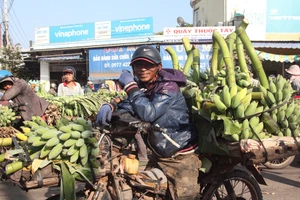 Nụ cười của nông dân vì chuối vừa được mùa vừa bán được giá cao.