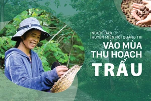 Người dân huyện miền núi Quảng Trị vào mùa thu hoạch trẩu