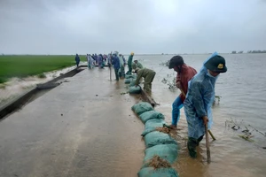 Miền Trung: Dầm mưa cứu lúa và hoa màu khỏi ngập úng