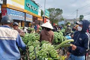 "Thủ phủ" chuối mật mốc nhộn nhịp người mua, kẻ bán ngày cuối năm