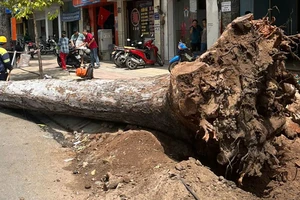 Làm mới vỉa hè, bức tử cây xanh: Siết chặt trách nhiệm