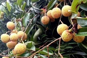 Mùa vải