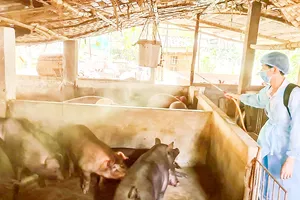 Khẩn cấp ngăn chặn dịch tả heo châu Phi lan rộng: Muốn tái đàn phải “quét sạch” mầm bệnh