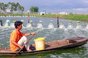 Các cơ quan chuyên môn phải hướng dẫn bà con nuôi tôm theo quy trình