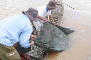 Giá cá linh đầu mùa tăng cao