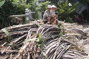 Mía bán để ép nước cao hơn để làm đường