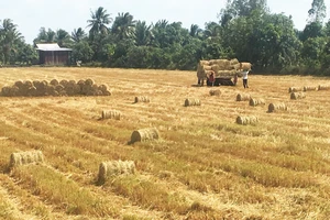 Vụ đông xuân năm 2021, nông dân ĐBSCL sản xuất lúa đạt năng suất cao, lợi nhuận tăng 