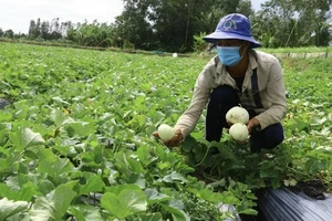 Hậu Giang: Nỗ lực kết nối đầu ra cho nhiều nông sản