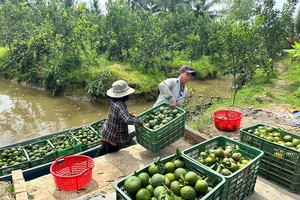 Vĩnh Long: Giá cam sành đang nhích dần đến 10.000 đồng/kg