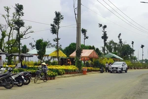 Chợ hoa Xuân Ất Tỵ có không gian rộng, nằm cặp sông Hậu sẽ là điểm du xuân lý tưởng cho người dân