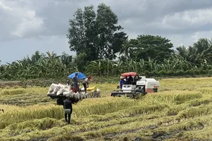 Nhiều diện tích lúa hè thu ở TP Cần Thơ bị đổ ngã giảm năng suất do mưa dông gây ra 