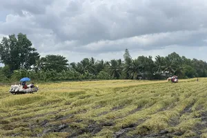 Nông dân TP Cần Thơ tranh thủ thu hoạch lúa hè thu