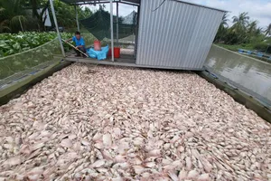 Bè cá điêu hồng của Nguyễn Văn Ở chết hàng loạt