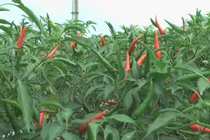 ĐBSCL: Giá ớt chỉ thiên bật tăng cao gấp bốn lần
