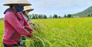 Gần 1.800ha lúa ma lây lan ở miền Bắc 