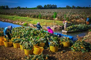 Nông sản của Hậu Giang từng bước được kết nối với doanh nghiệp bao tiêu đầu ra