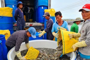 Nông dân Sóc Trăng thu hoạch tôm 