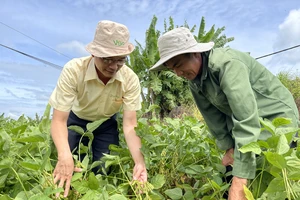 Nông dân ĐBSCL tăng năng suất nhờ sản xuất một vụ đậu nành, hai vụ lúa