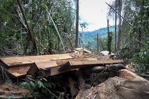 Bắt nguyên phó hạt trưởng kiểm lâm nhận hối lộ