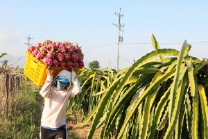 Thu hoạch thanh long tại “thủ phủ” thanh long Bình Thuận 