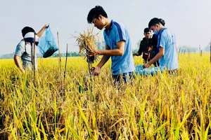 Sinh viên ngành Nông nghiệp Trường ĐH An Giang - ĐH Quốc gia TPHCM tìm hiểu về bệnh trên cây lúa 