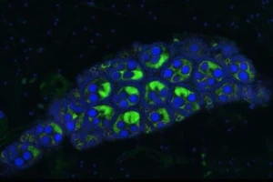 Indonesia thả muỗi vằn Wolbachia chống sốt xuất huyết