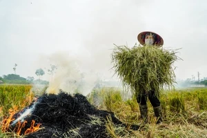 Để không lãng phí rơm rạ