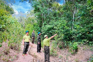 Quảng Bình: Chủ động phòng cháy chữa cháy rừng 