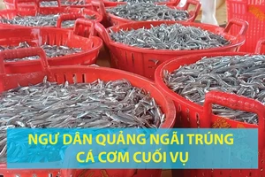 Ngư dân Quảng Ngãi trúng cá cơm cuối vụ