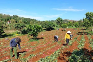 Người dân trồng khoai lang tại Đắk Nông liên tục gặp khó trong tiêu thụ vì thiếu liên kết, thông tin thị trường. Ảnh: MAI CƯỜNG