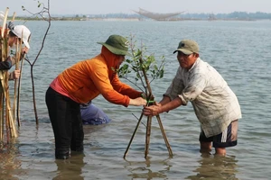 Trồng rừng nơi biển cạn