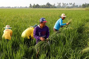 Độ tuổi của nông dân trồng lúa Philippines ngày càng cao. Ảnh: Interaksyon